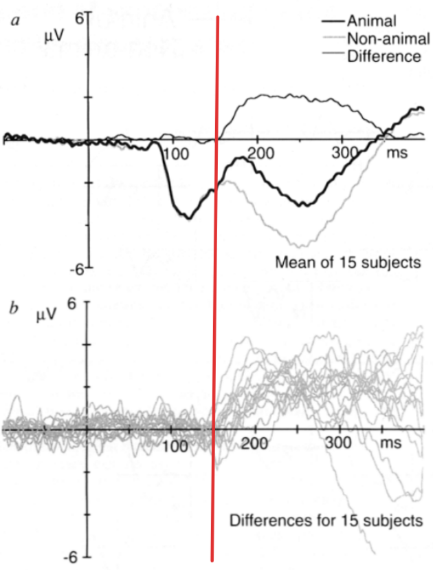 EEG signal corresponding to the brain’s responses
