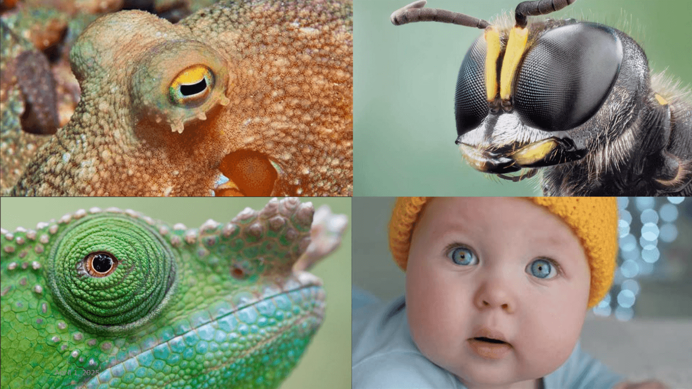 Octopus camera-type eye, insect compound eye, chameleon turret eye, human binocular eye.