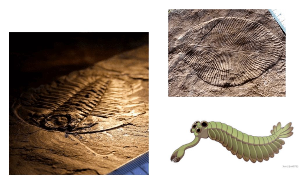 Early multicellular life and the dawn of vision. All images from Wikipedia / CC‑BY. Left: Burgess Shale trilobite fossil preserving antennae and legs. Top right: Dickinsonia costata, a quilted Ediacaran organism of unknown affinity. Bottom right: Artistic reconstruction of Opabinia, the five‑eyed Cambrian critter that helped ignite interest in the Cambrian explosion.